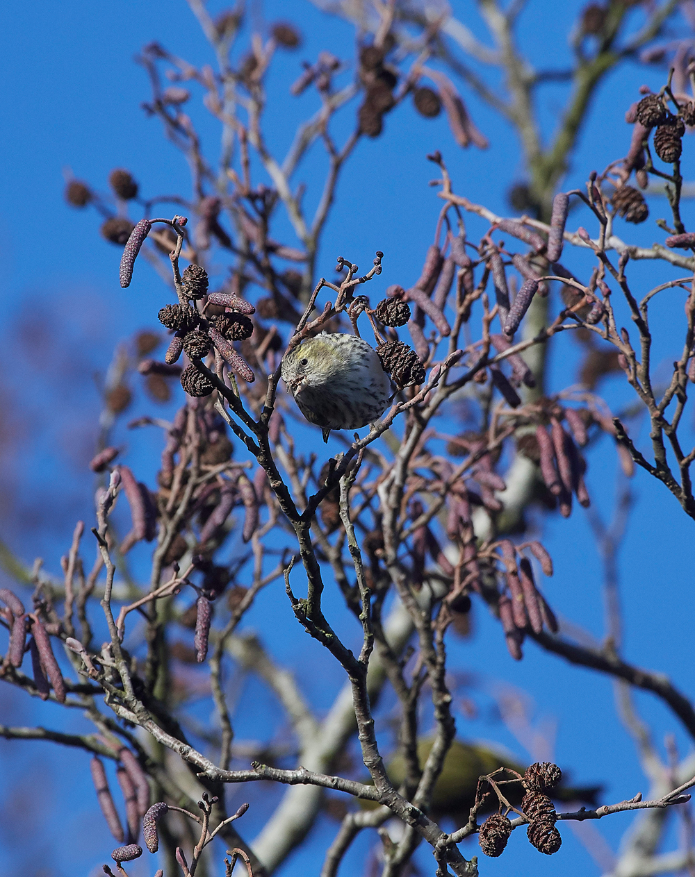 Siskin250118-1