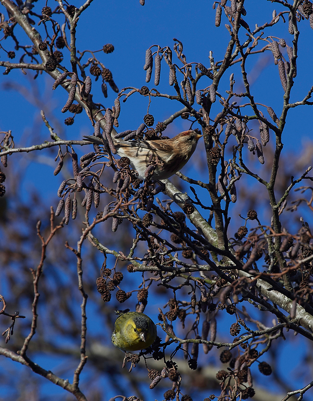 Siskin250118-10