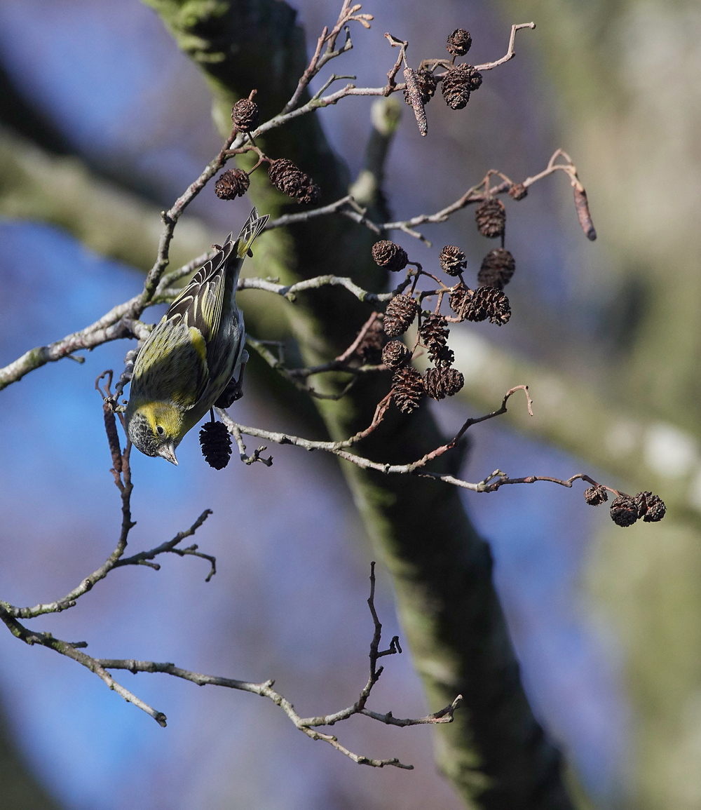 Siskin250118-12