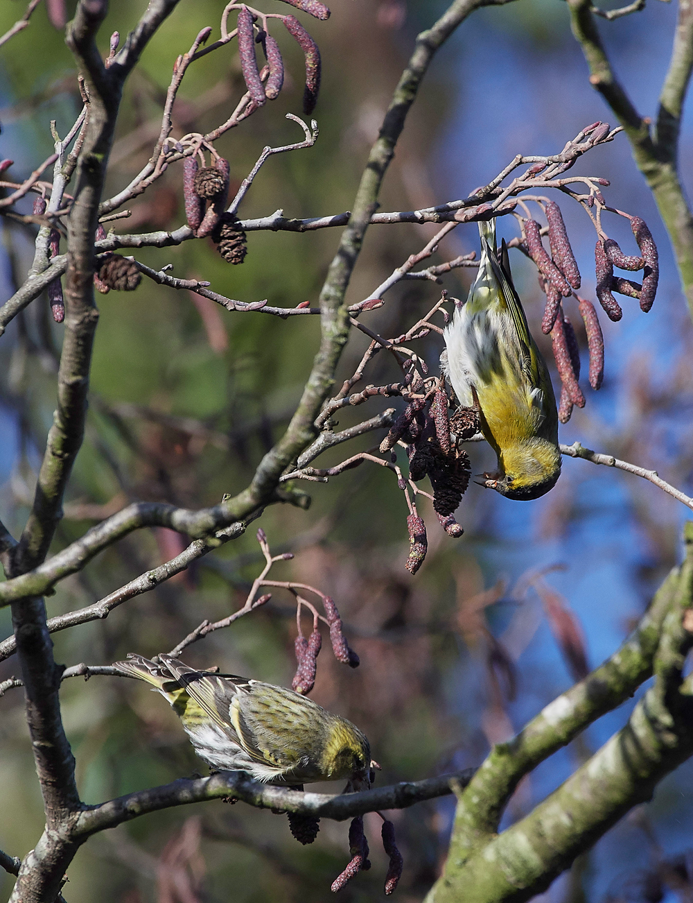 Siskin250118-3