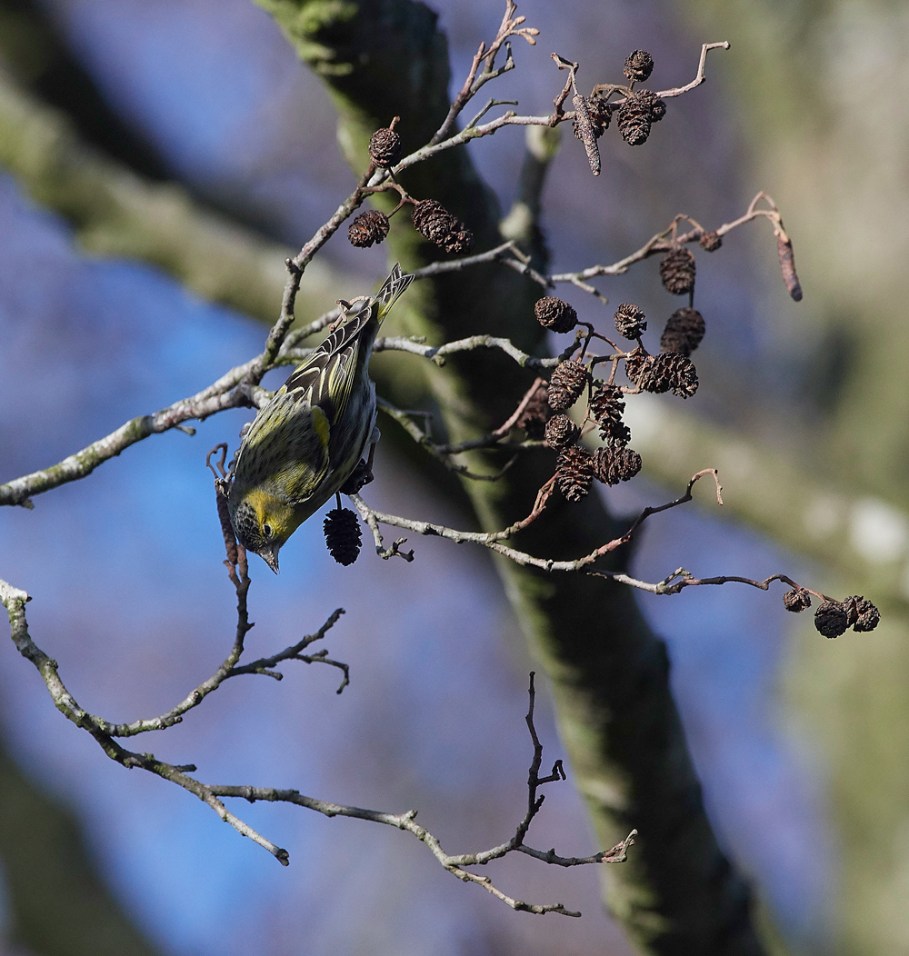 Siskin250118-4