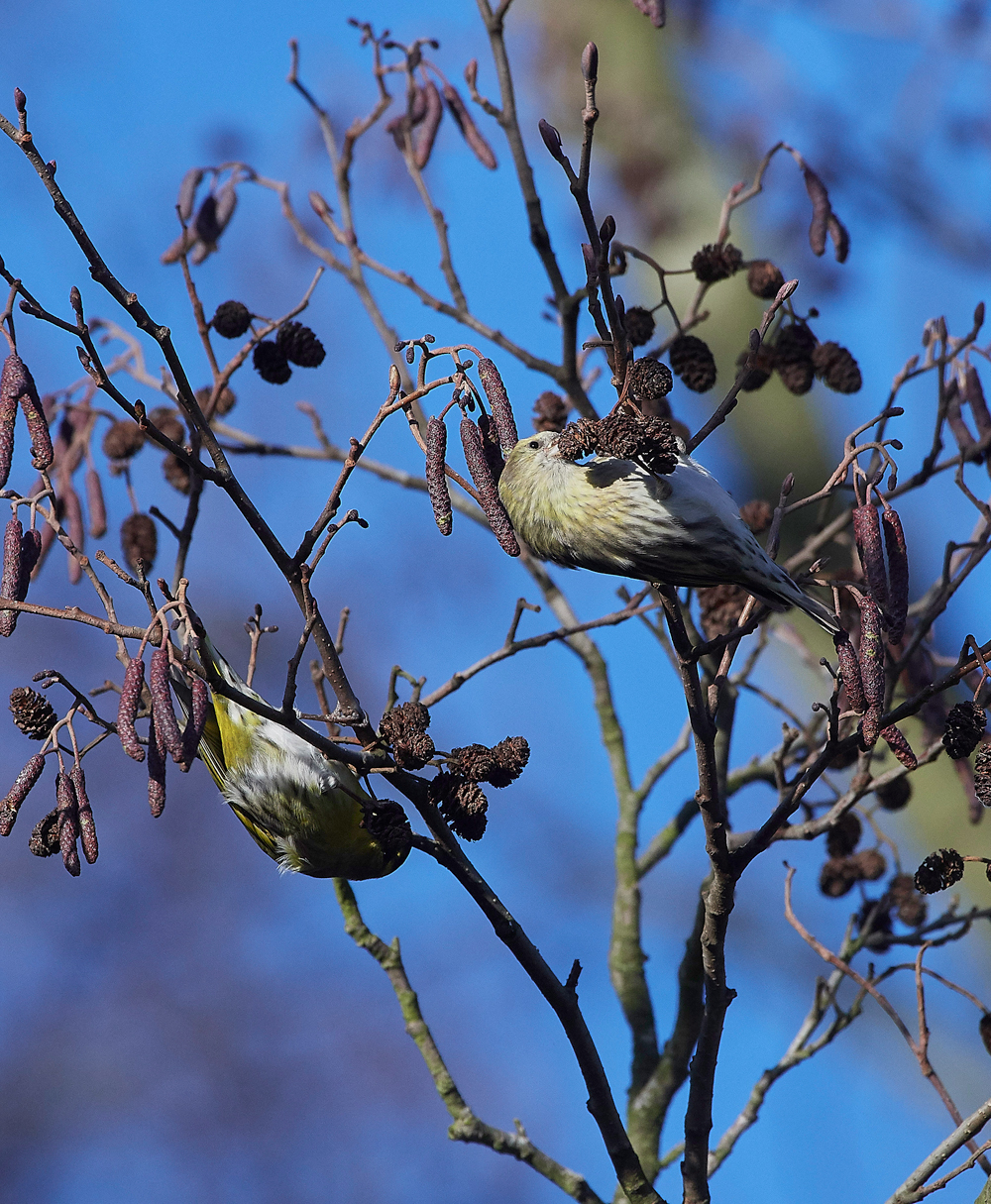 Siskin250118-5