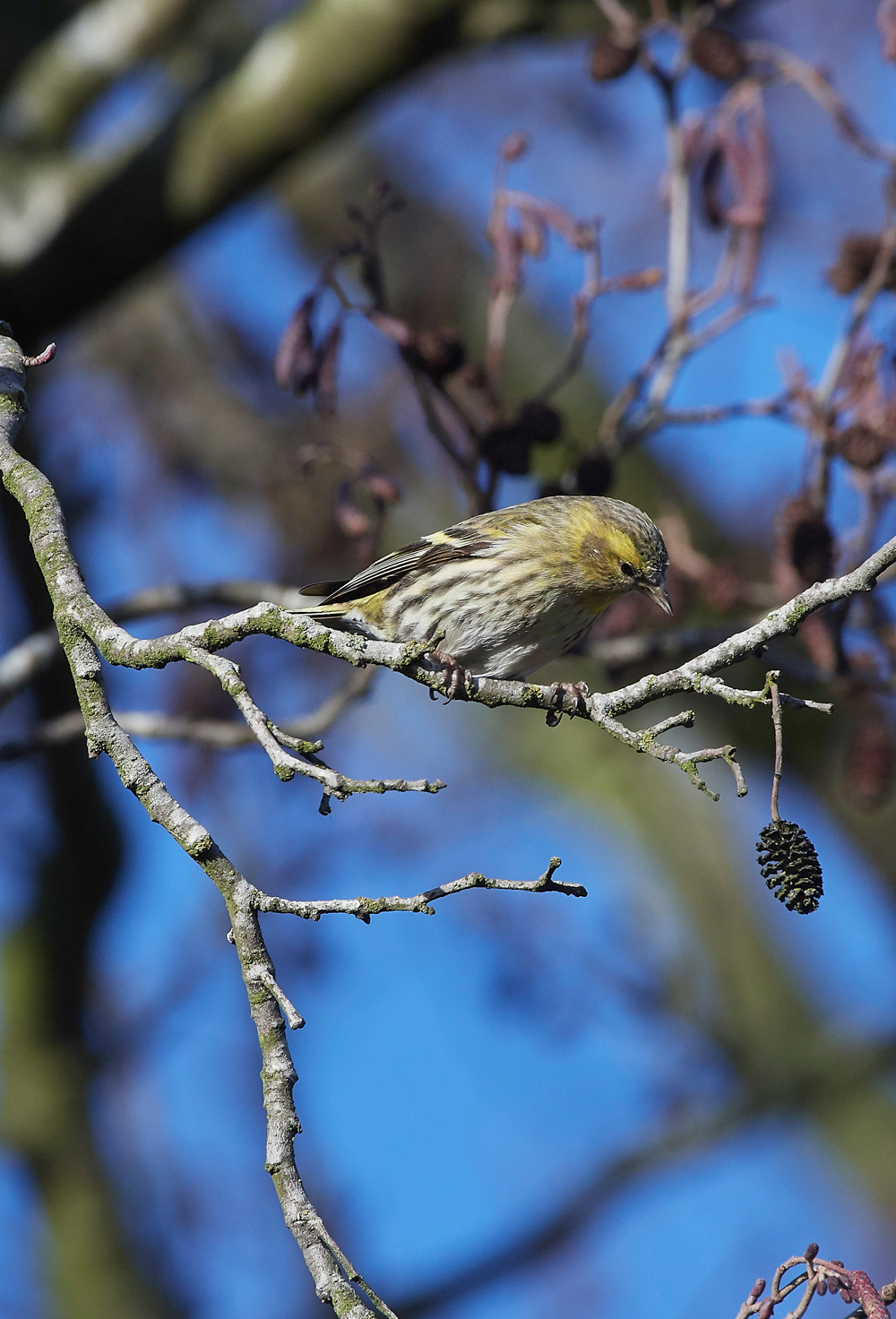 Siskin250118-6