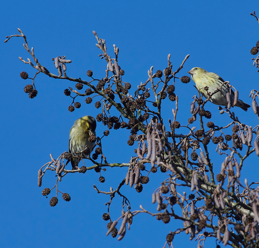 Siskin250118-9