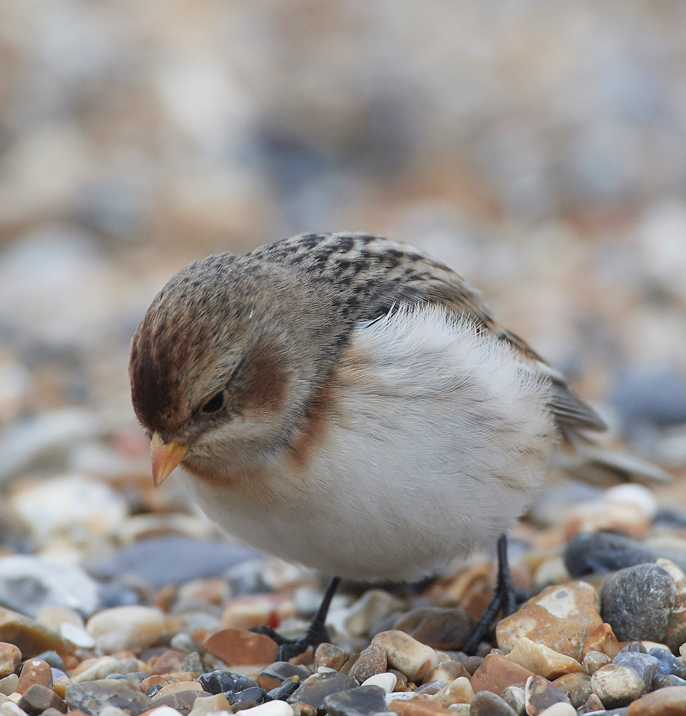 SnowBunting200118-1