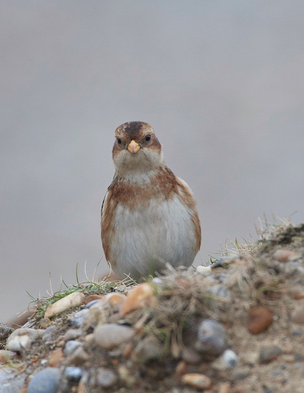 SnowBunting200118-10