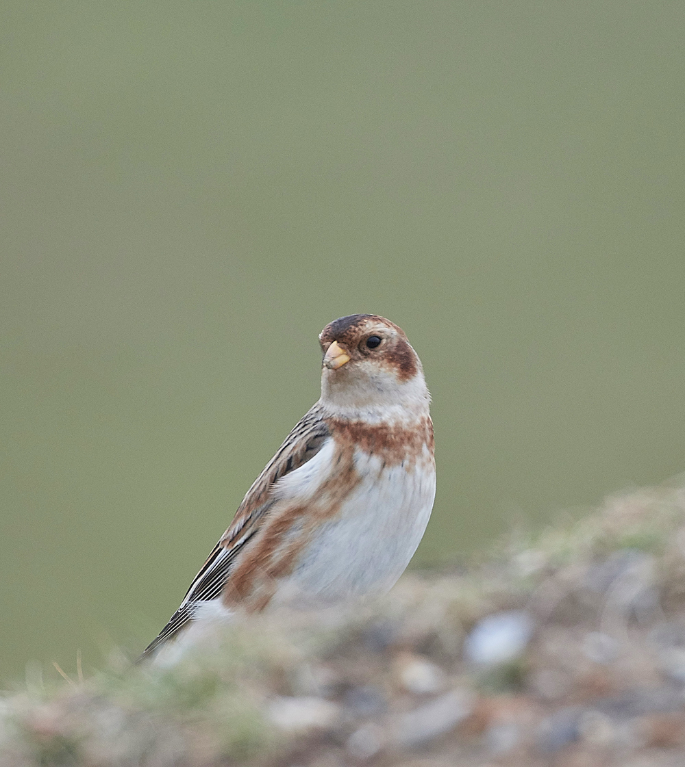 SnowBunting200118-11