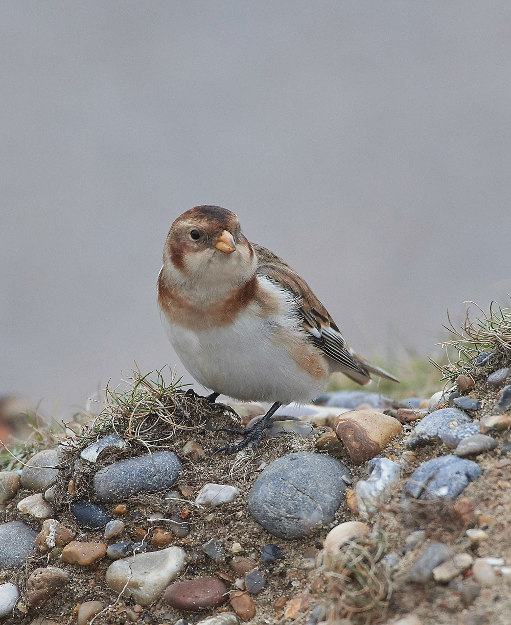 SnowBunting200118-12