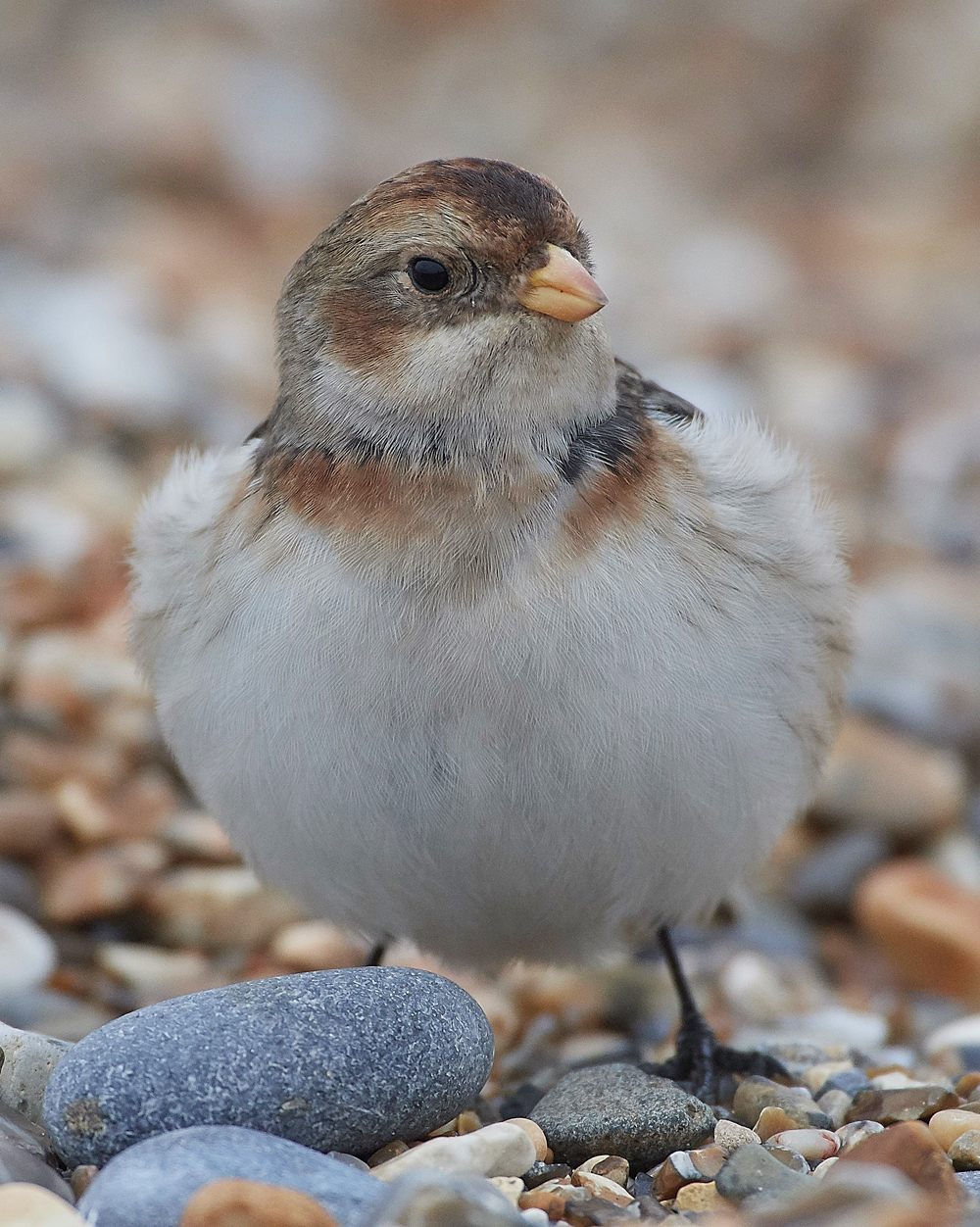 SnowBunting200118-2