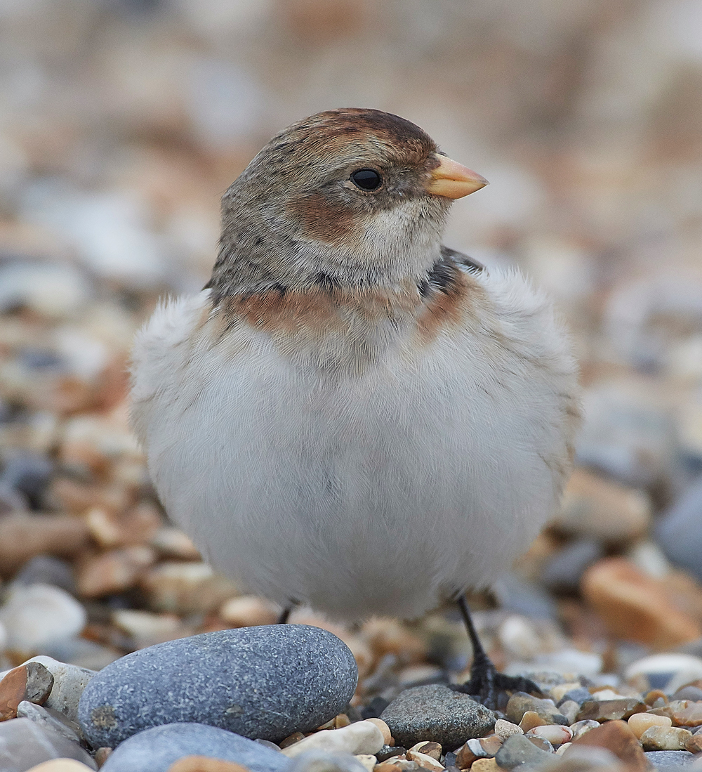 SnowBunting200118-3