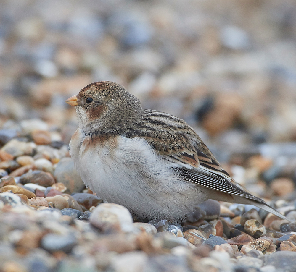 SnowBunting200118-4