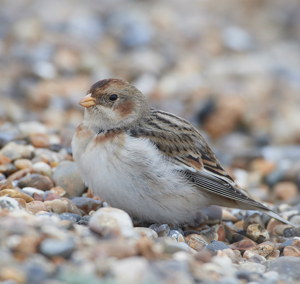 SnowBunting200118-5