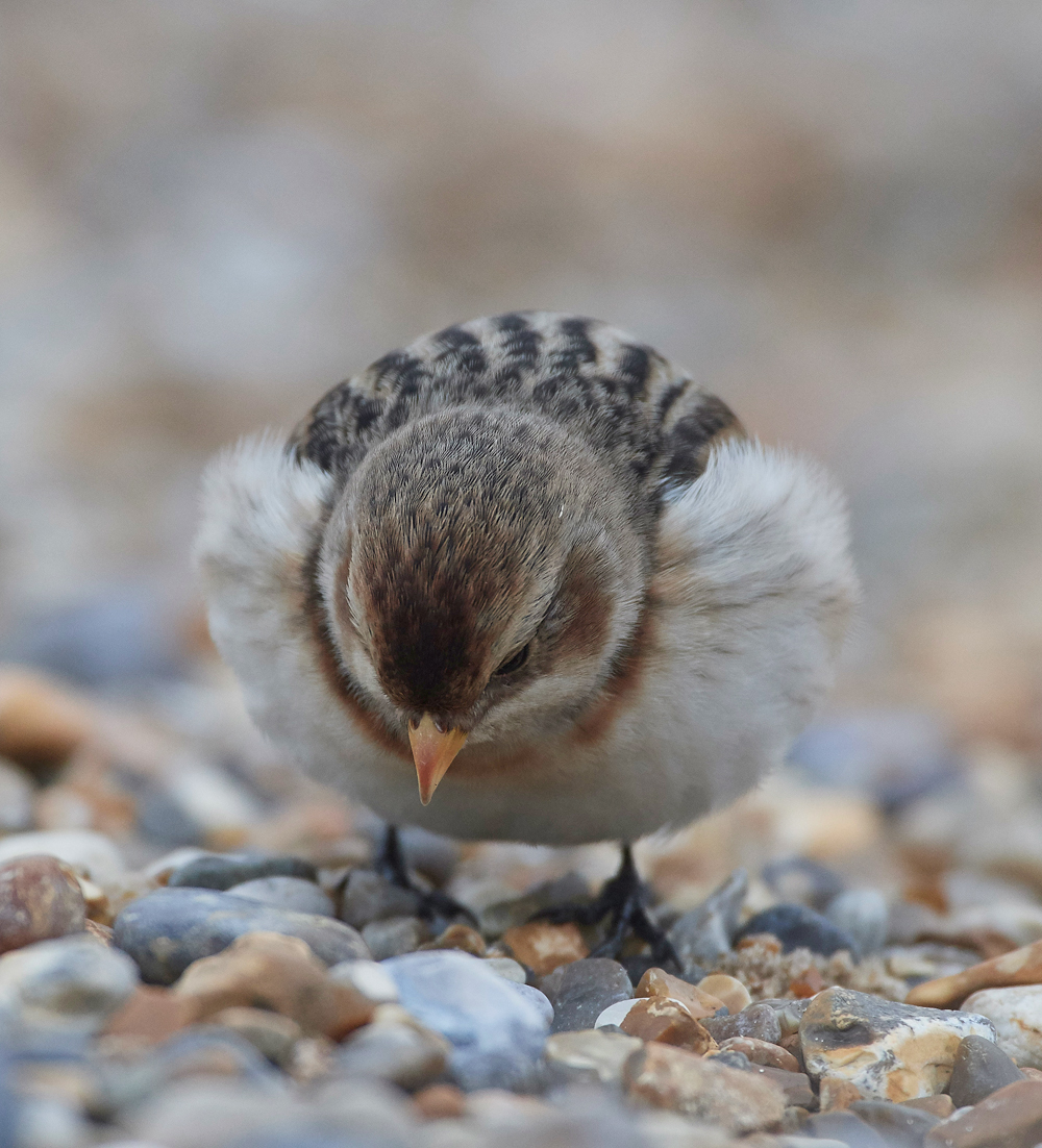 SnowBunting200118-6