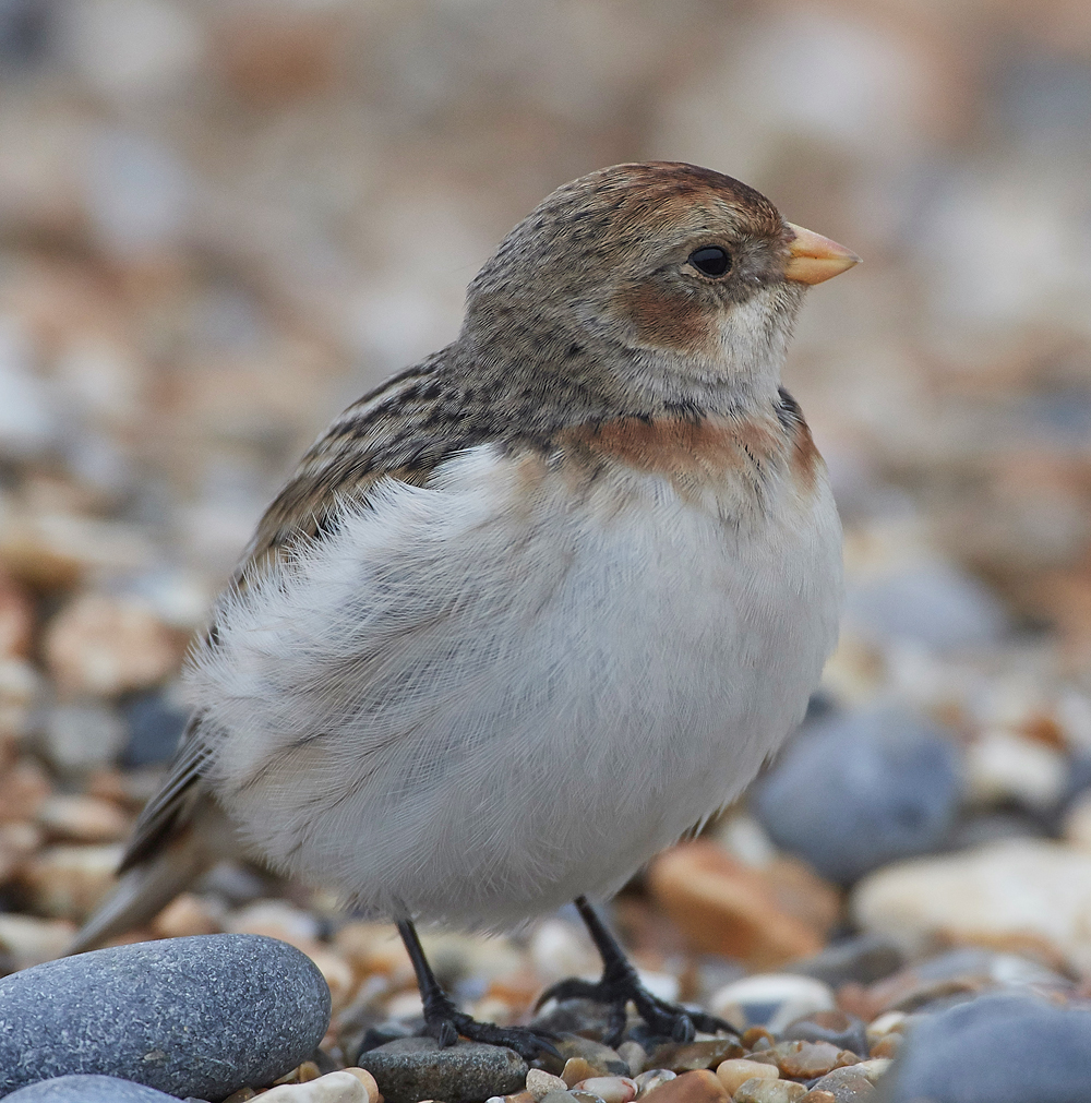 SnowBunting200118-7