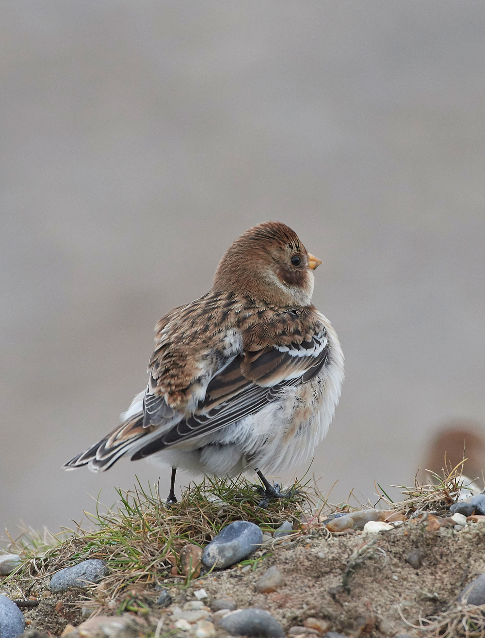 SnowBunting200118-8