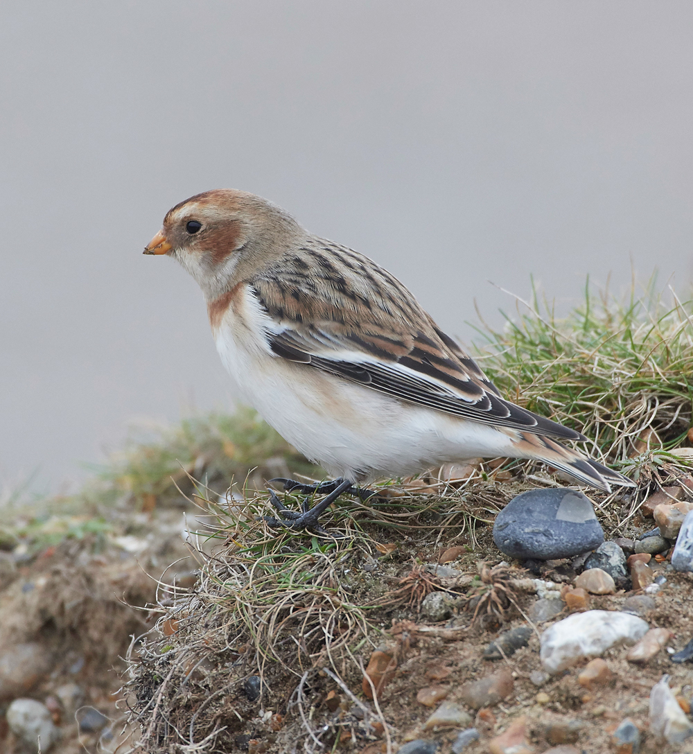 SnowBunting200118-9