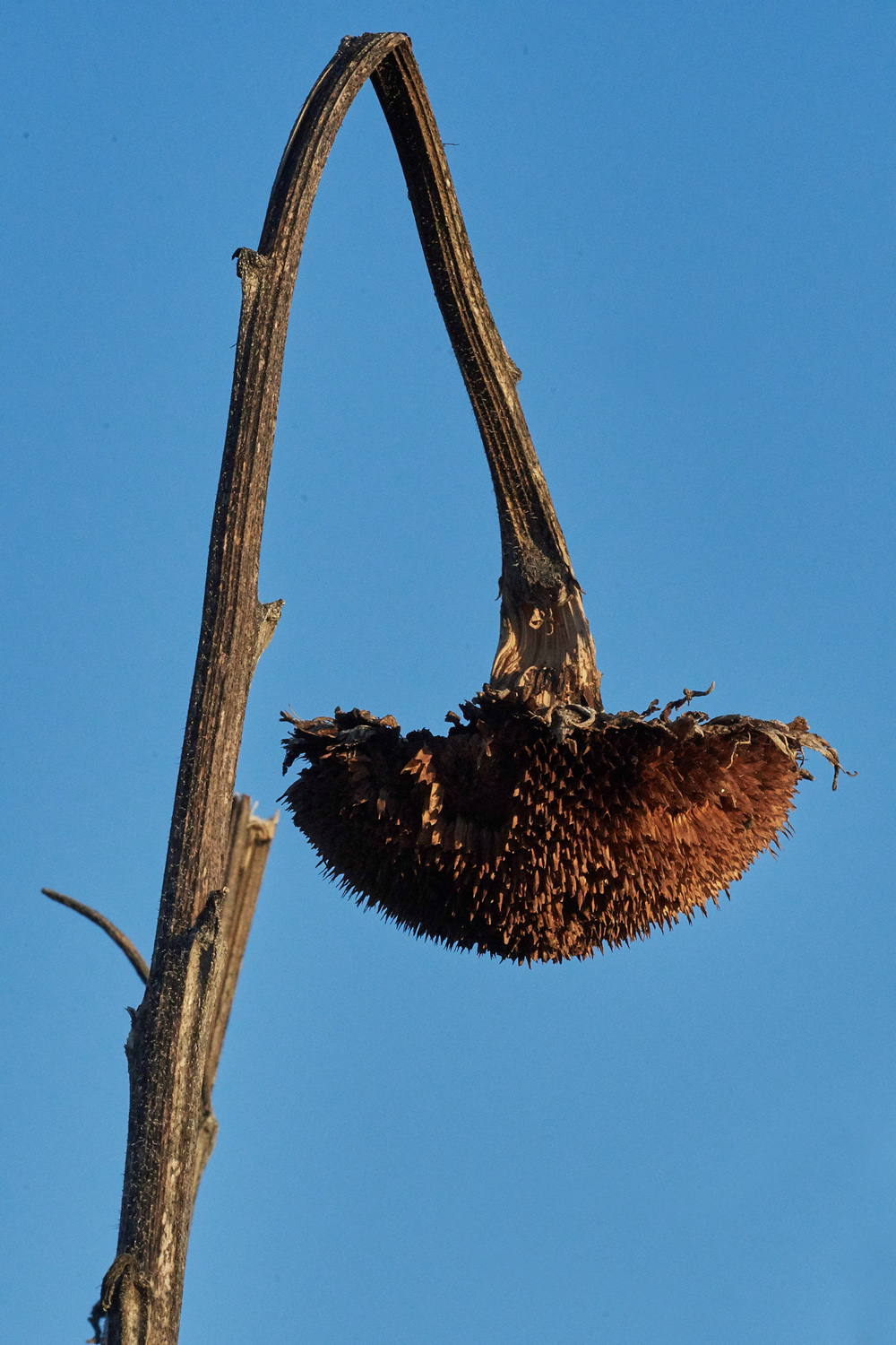 Sunflower070118-1