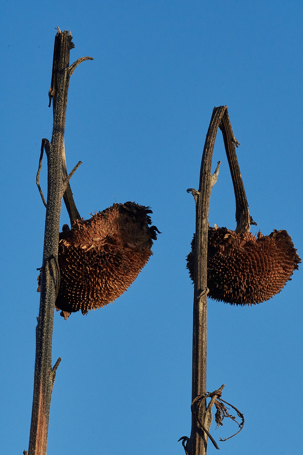 Sunflower070118-2