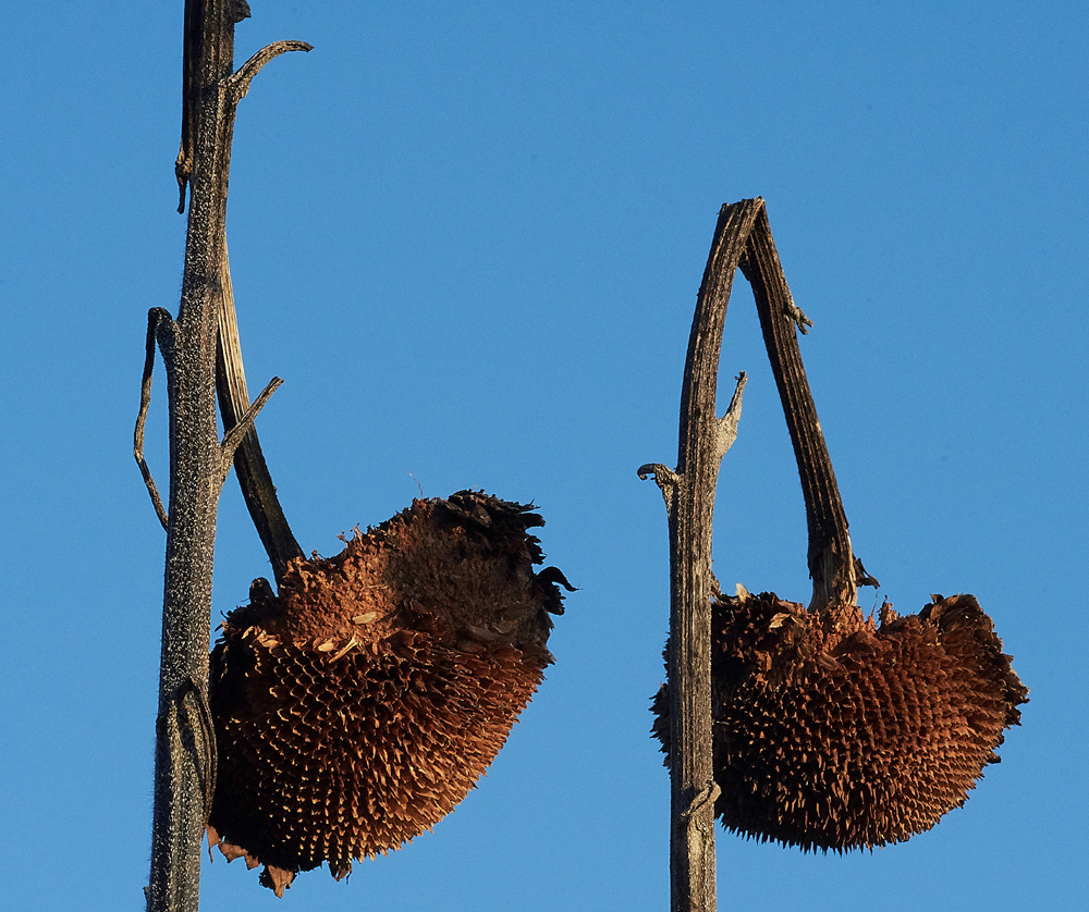 Sunflower070118-5