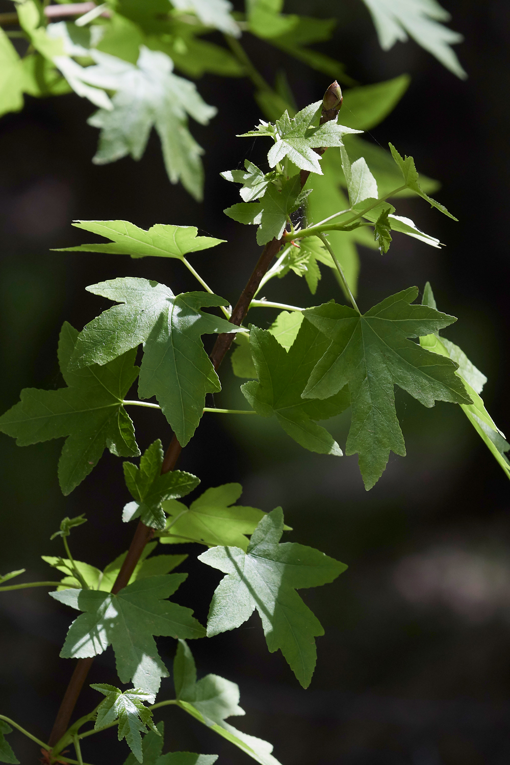 ValleyofButtefliesMaple0418-1