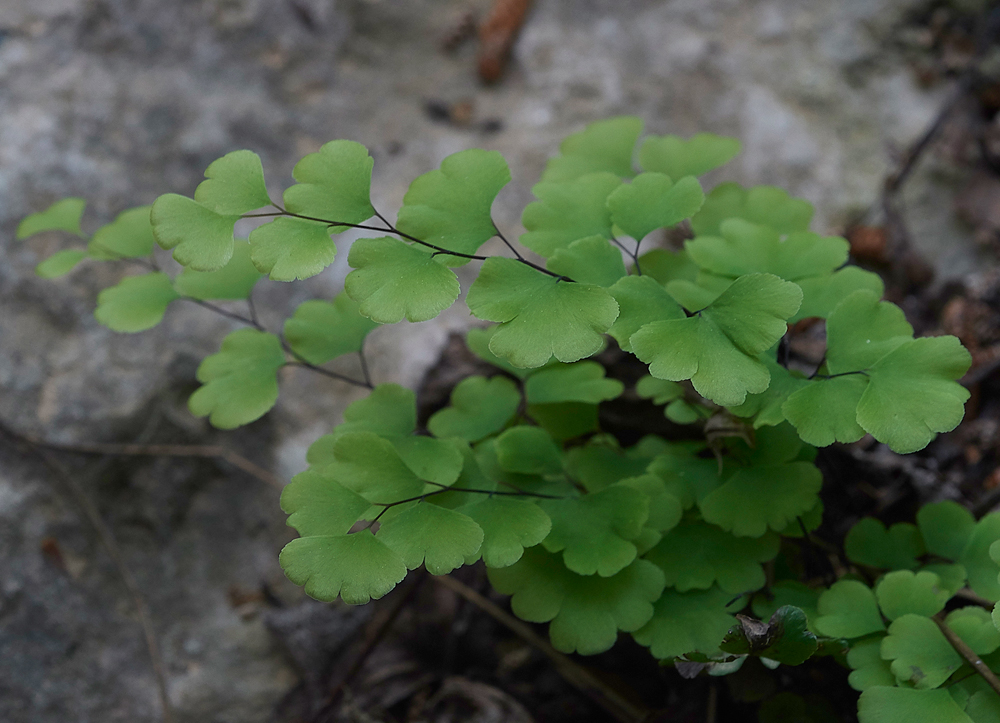 ValleyofButterfliesFern0418-1