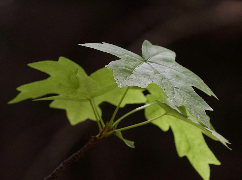 ValleyofButterfliesMaple0418-2