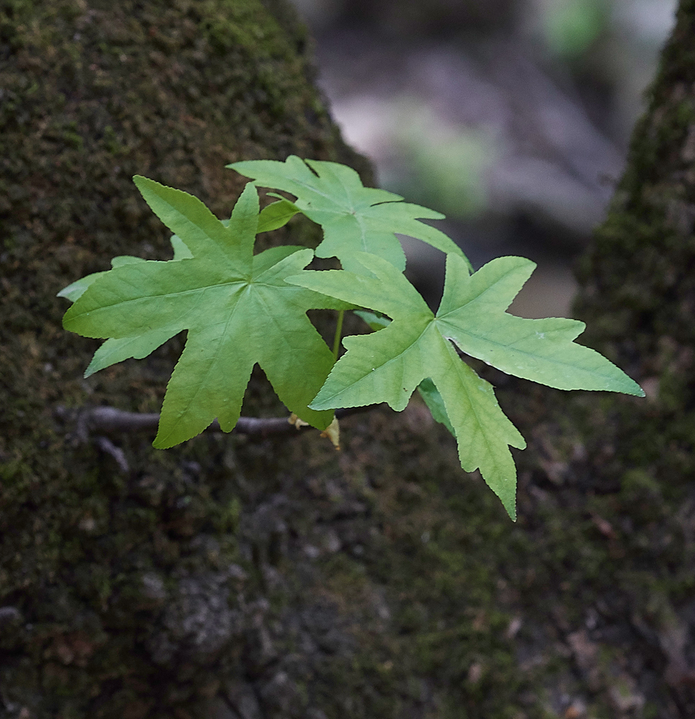 ValleyofButterfliesMaple0418-3