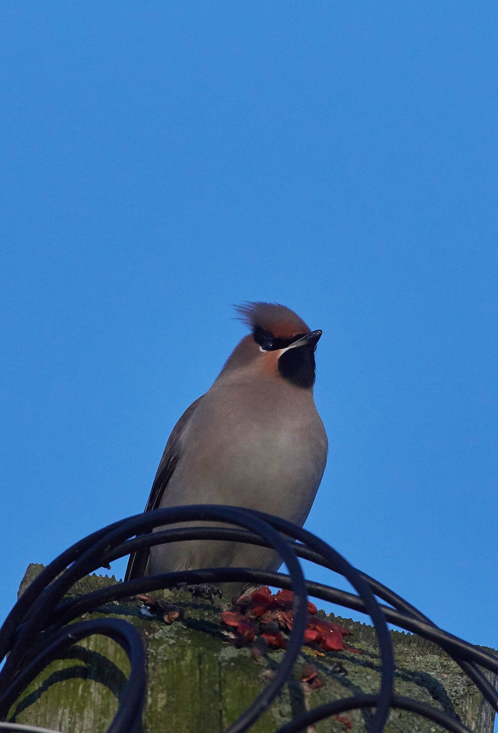 Waxwing160118-1