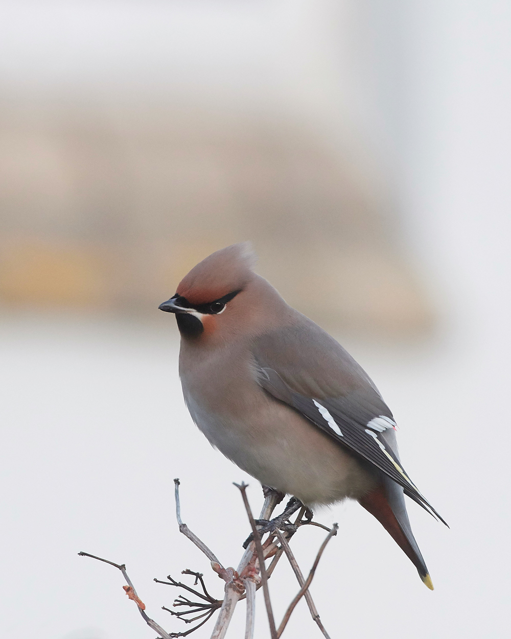 Waxwing160118-13