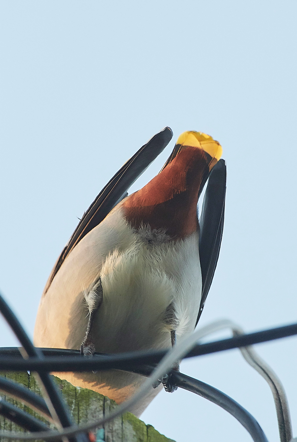 Waxwing160118-14