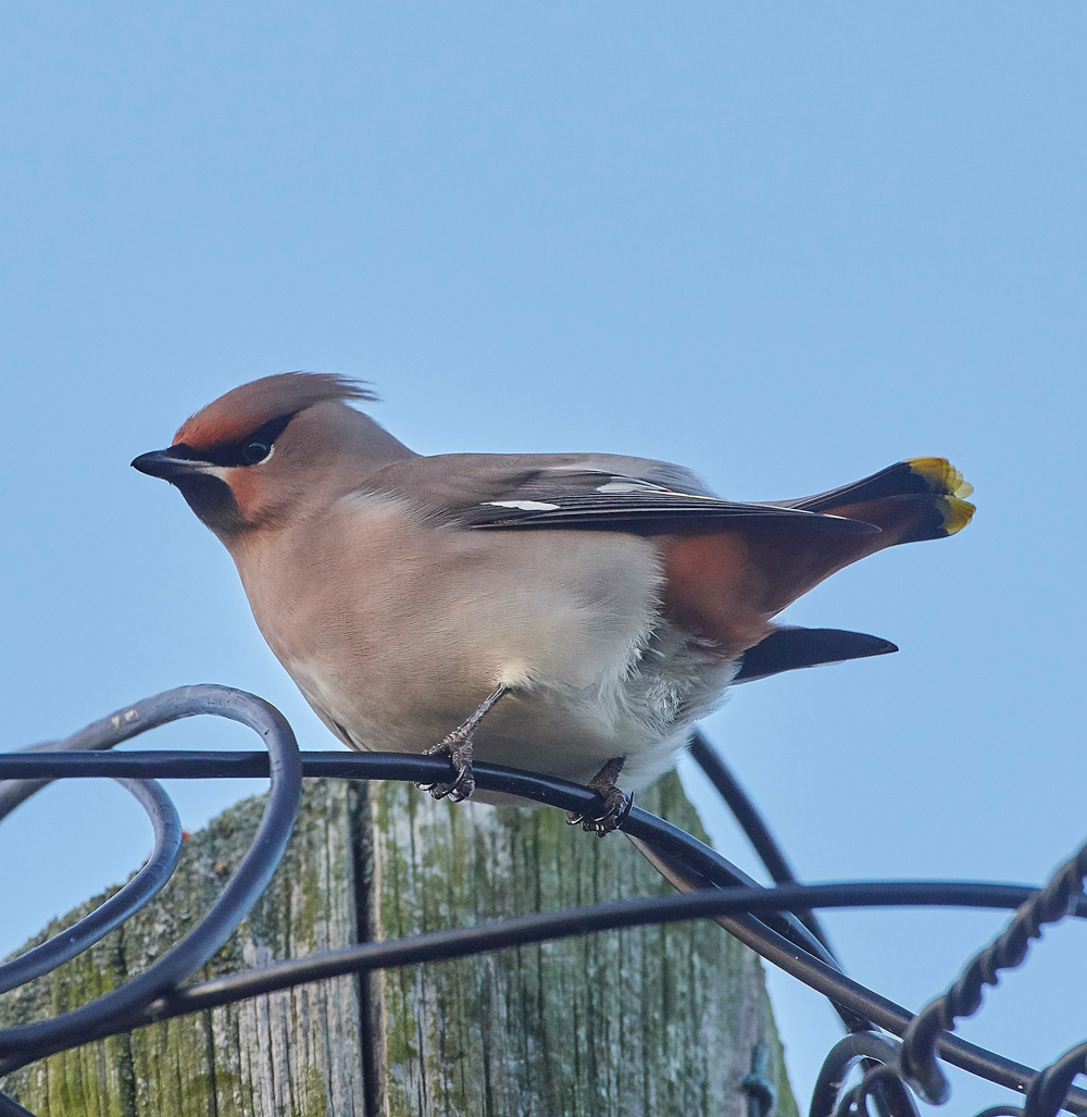 Waxwing160118-16