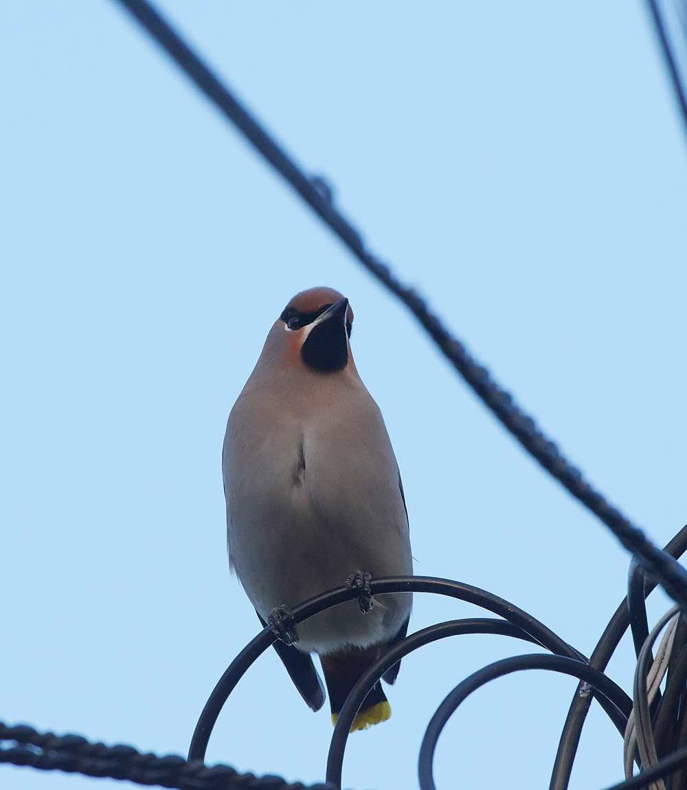 Waxwing160118-17