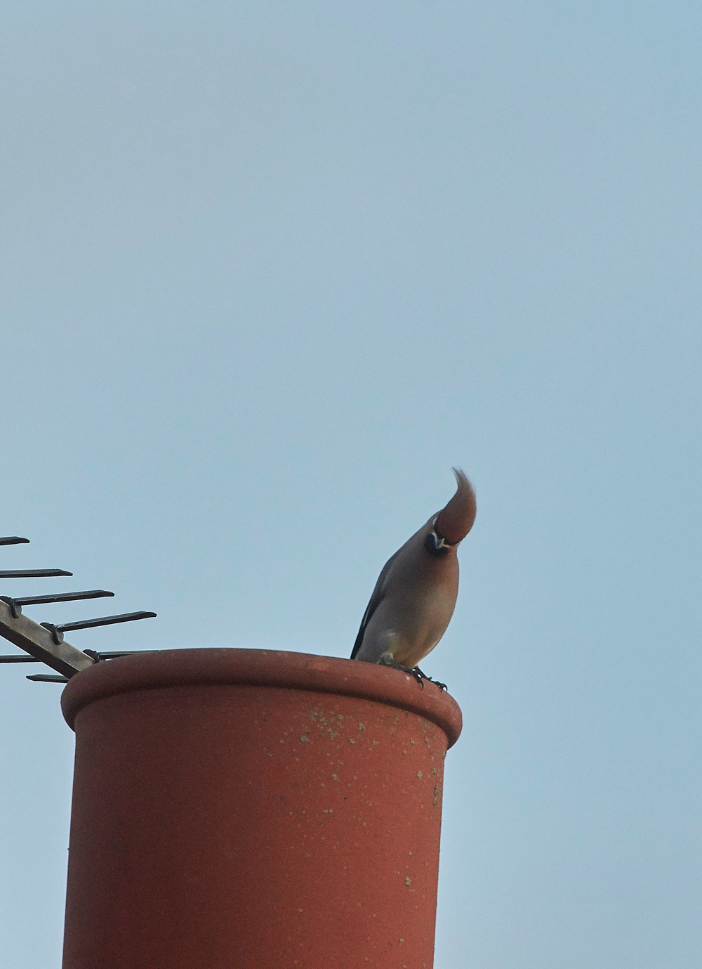 Waxwing160118-18