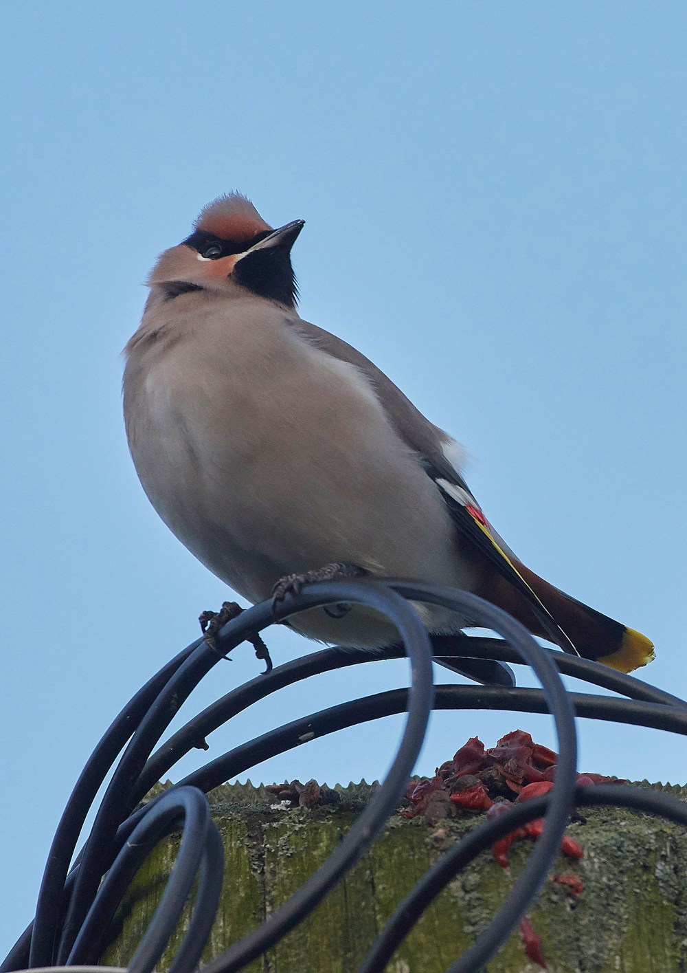 Waxwing160118-19