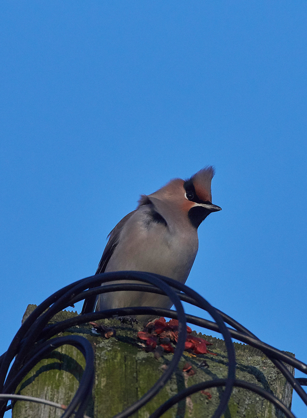 Waxwing160118-2