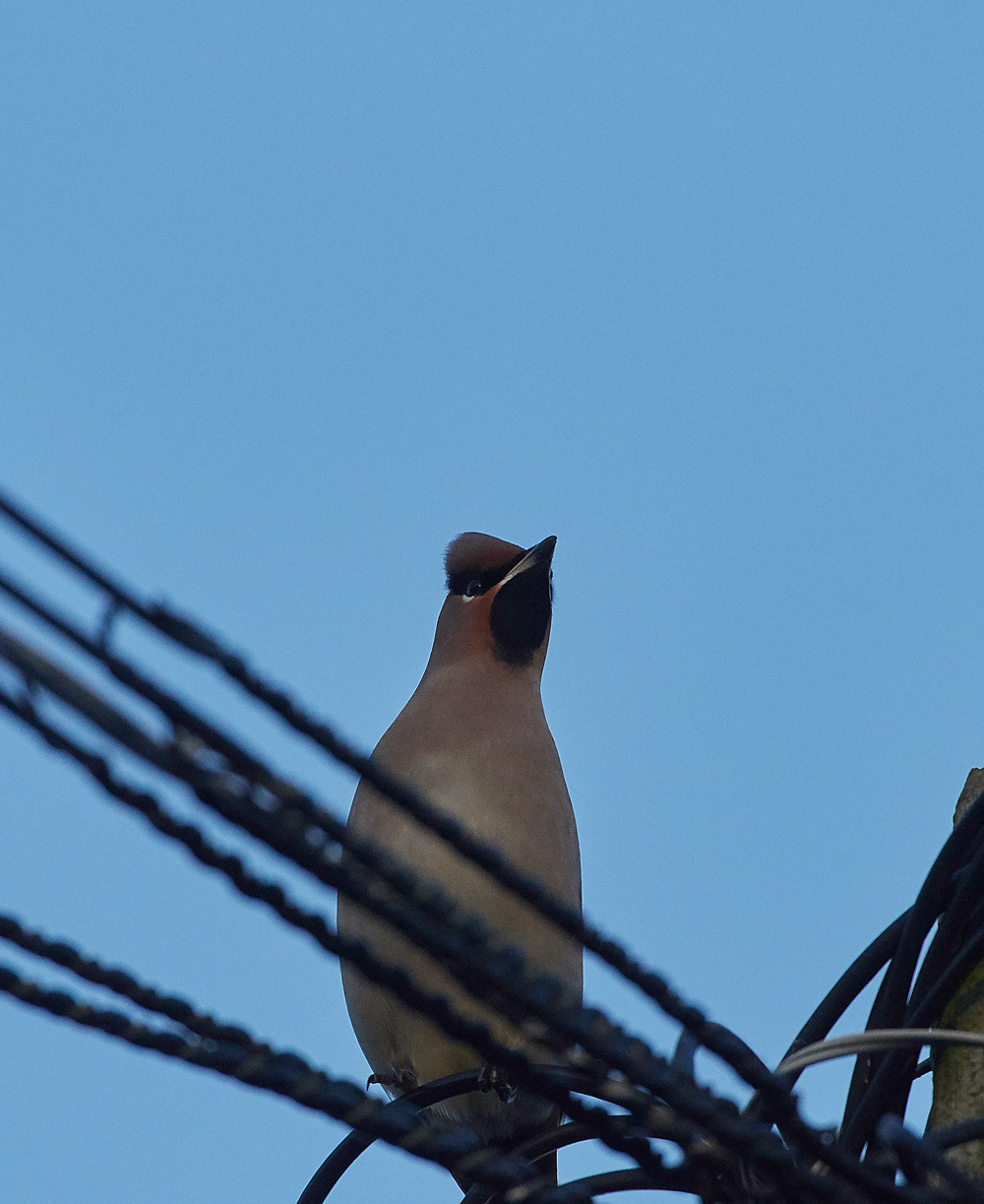 Waxwing160118-3