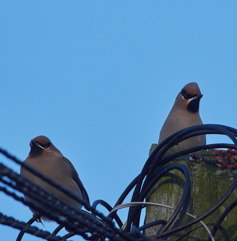 Waxwing160118-4