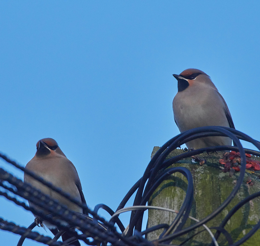 Waxwing160118-5