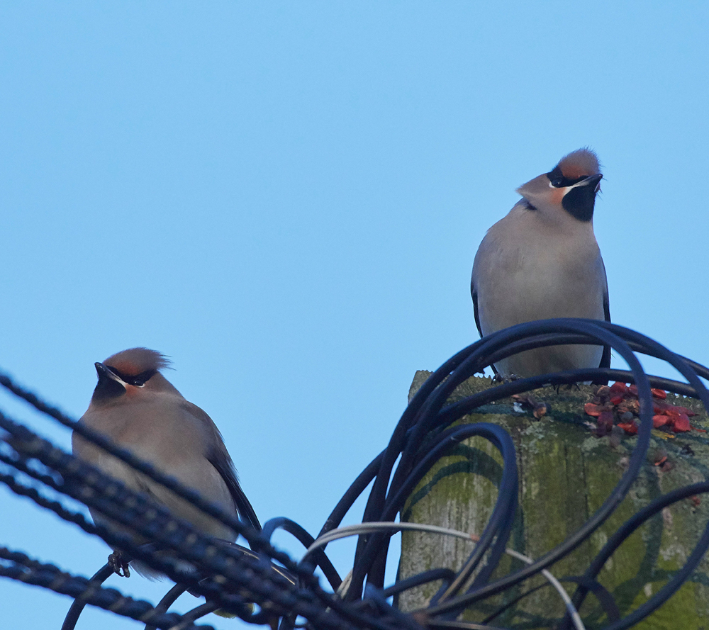 Waxwing160118-6