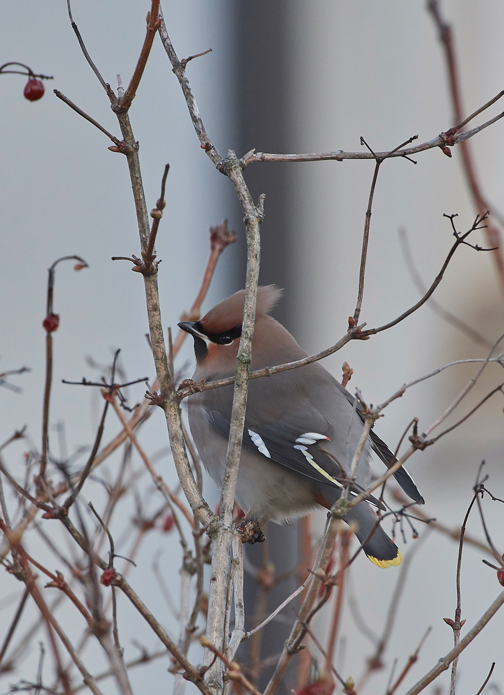 Waxwing160118-7