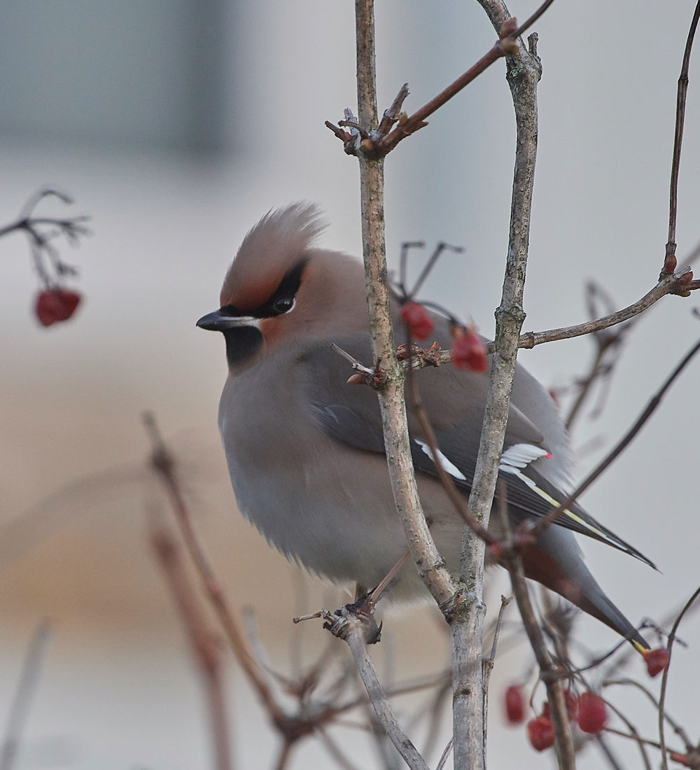 Waxwing160118-8