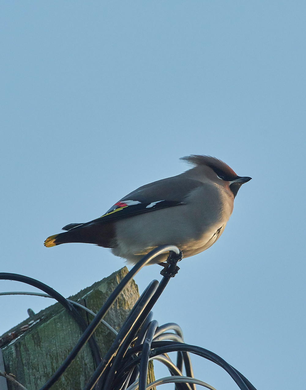 Waxwing160118-9