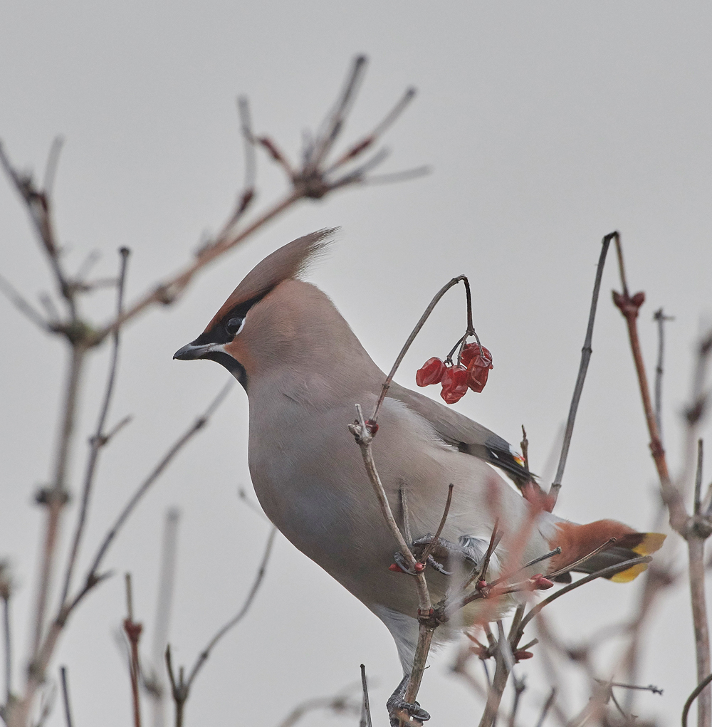 Waxwing170118-1