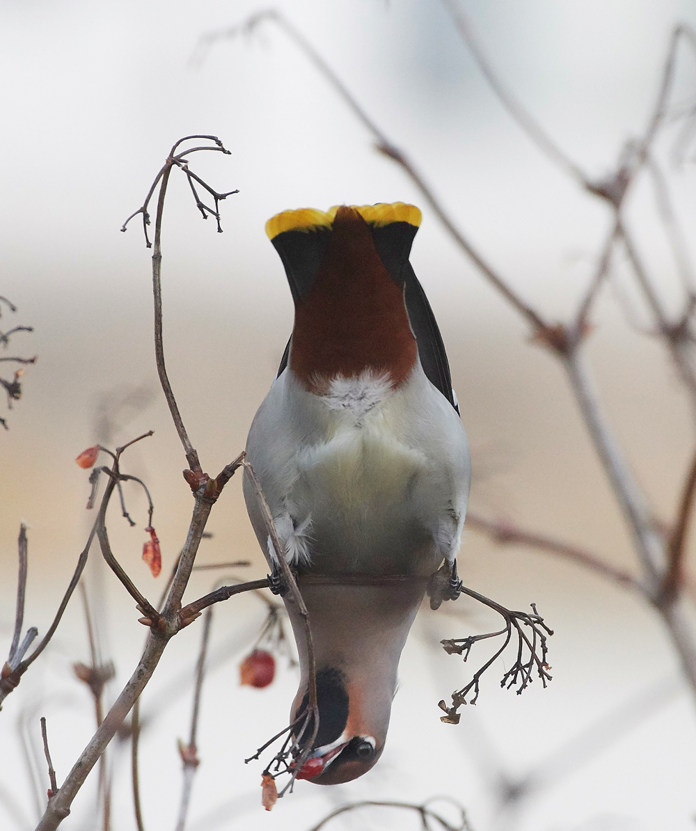 Waxwing170118-10