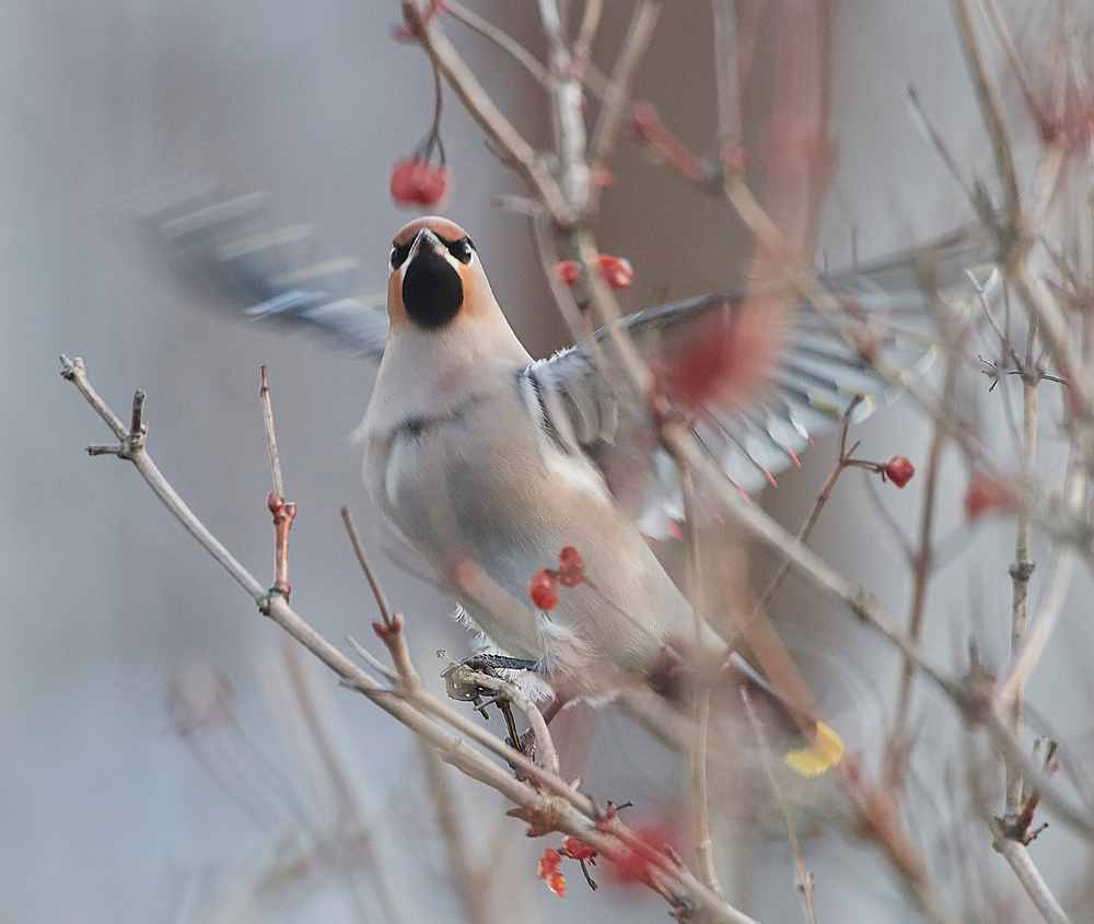 Waxwing170118-11