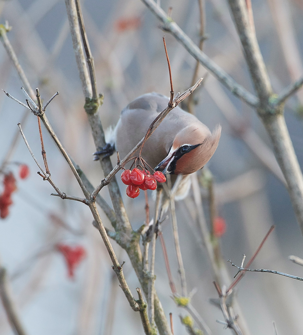 Waxwing170118-12