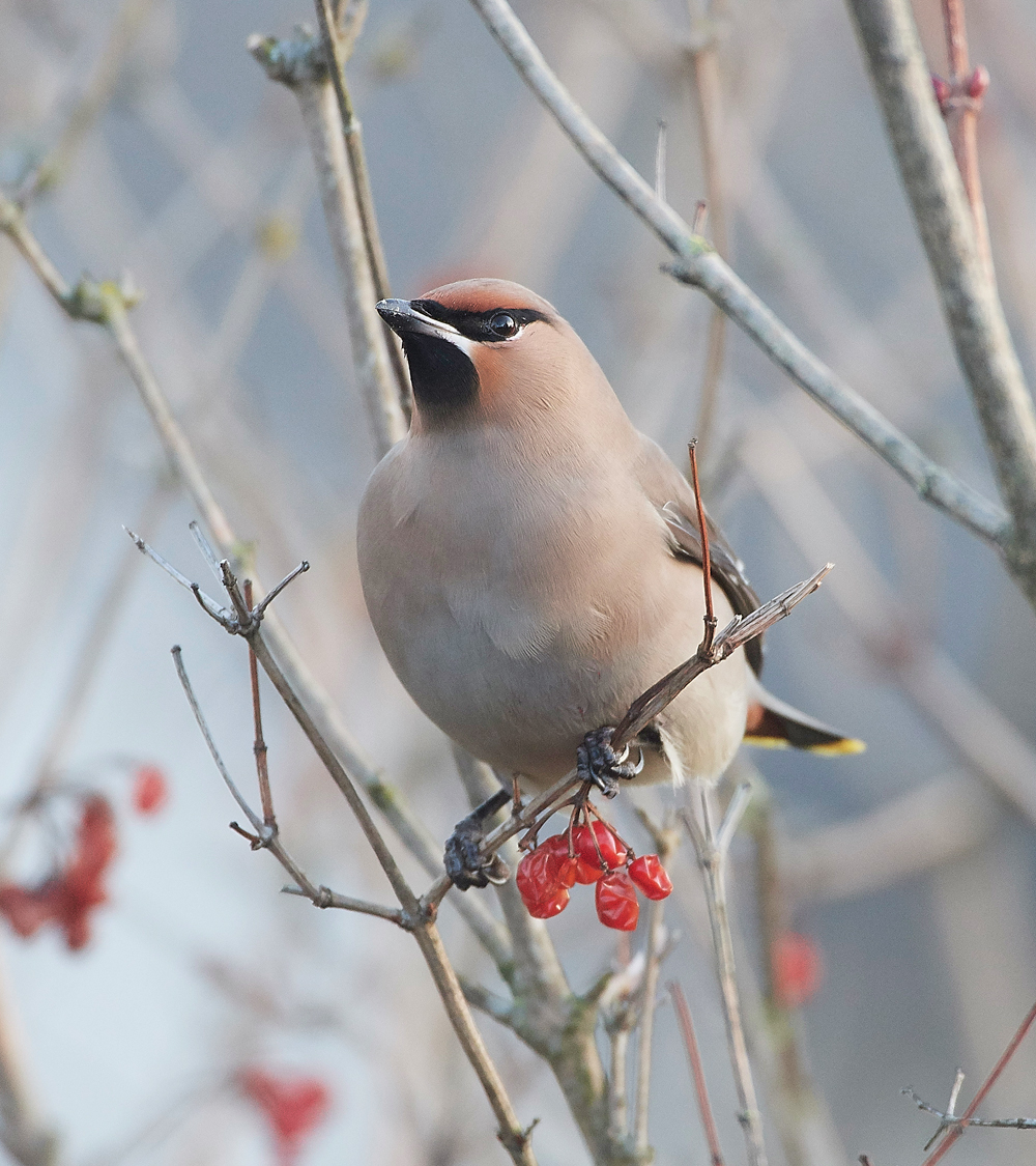 Waxwing170118-13