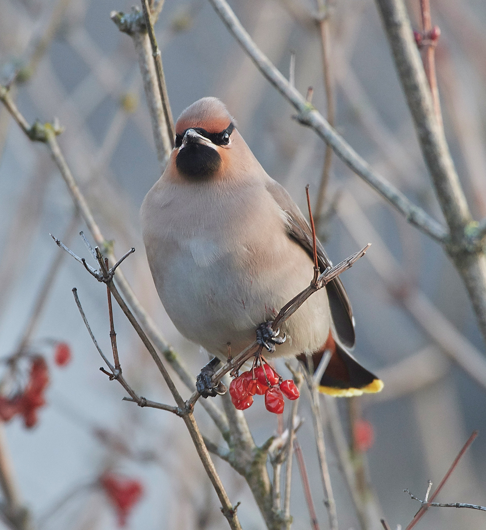 Waxwing170118-14