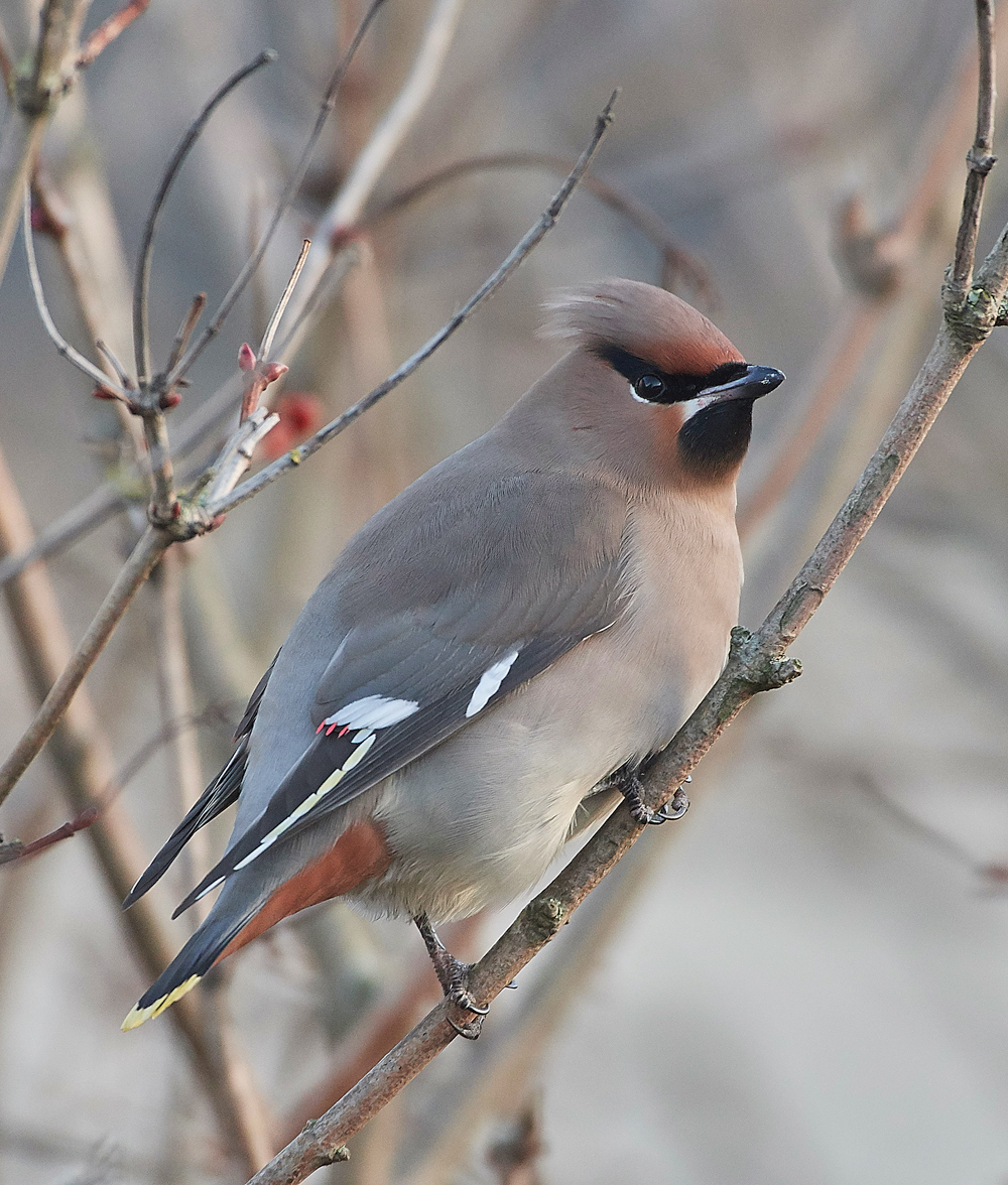 Waxwing170118-16