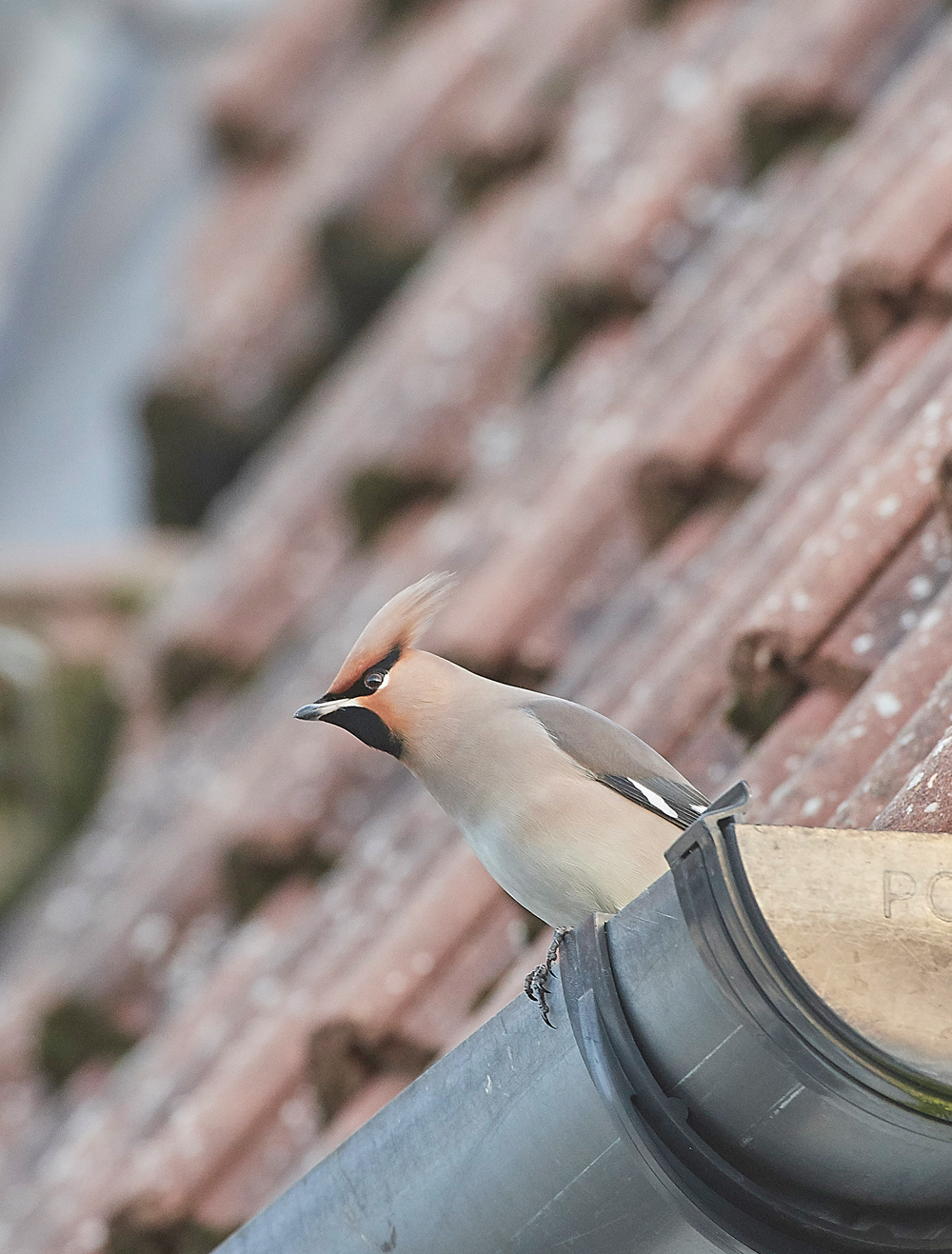 Waxwing170118-2